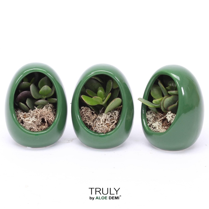 <h4>TRULY Crassula, Egg Green</h4>