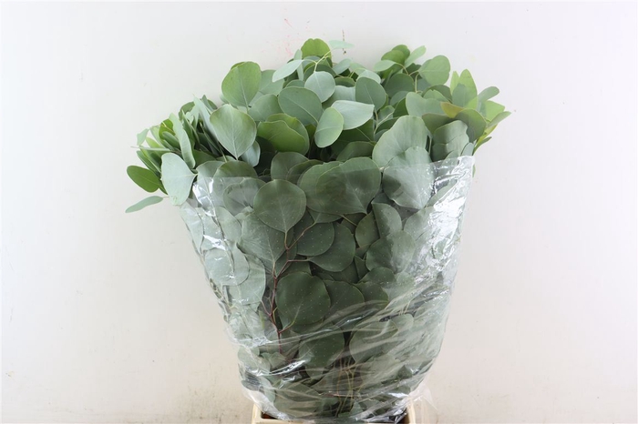 <h4>Euca Populus 300gr P Bunch</h4>