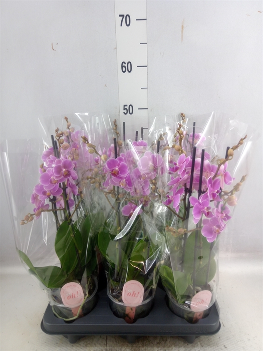 <h4>Phalaenopsis multi. 'FC Friday Fli'</h4>