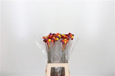 <h4>CRASPEDIA AUTUMN</h4>