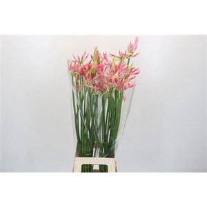 Nerine Flugel
