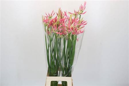 <h4>Nerine Flugel</h4>