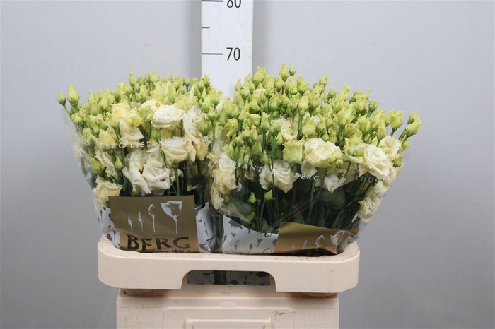 <h4>Eus G Alissa Yellow</h4>