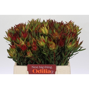 Leucadendron Yellow Blush