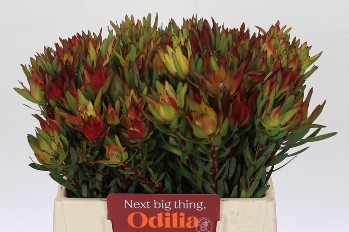 Leucadendron Yellow Blush