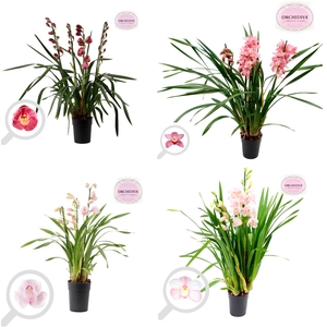 Cymbidium kleuren mix pink 4 tak