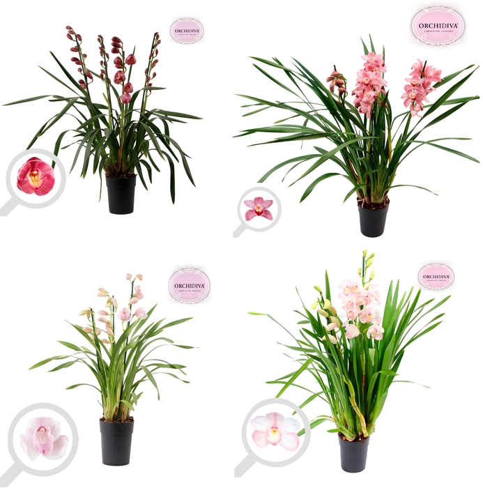 <h4>Cymbidium kleuren mix pink 3-4 tak</h4>
