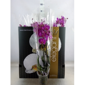Phalaenopsis   ...