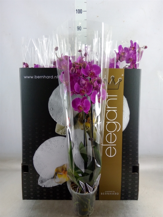 <h4>Phalaenopsis   ...</h4>