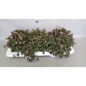 Persicaria capitatum