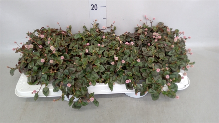 <h4>Persicaria capitatum</h4>