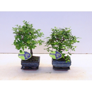 Zelkova parvifolia, 12cm., broom, with driptray