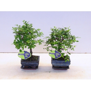 Zelkova parvifolia, 12cm., broom, with driptray