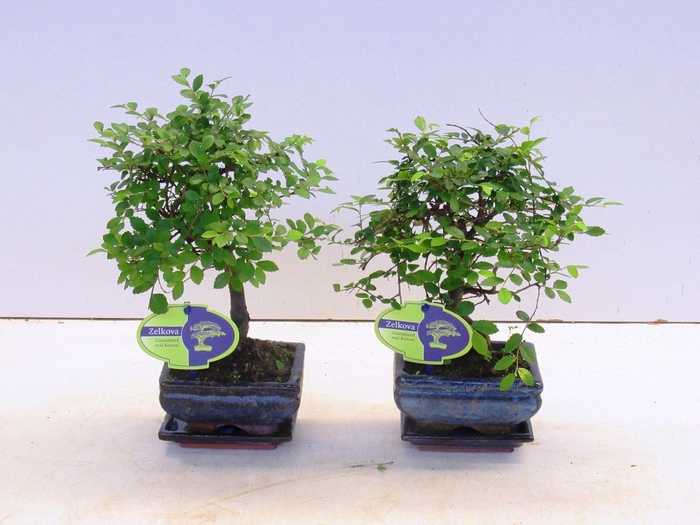 <h4>Zelkova parvifolia, 12cm., broom, with driptray</h4>