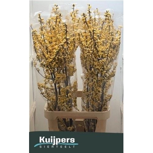 ILEX VE MAG CITRONEL