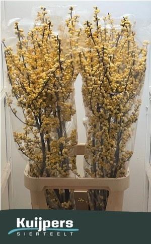 <h4>ILEX VE MAG CITRONEL</h4>