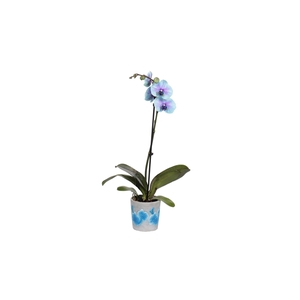 Fiore Blue Phal I Am Blue Lagoon 1T9+ (24 uur levertijd)