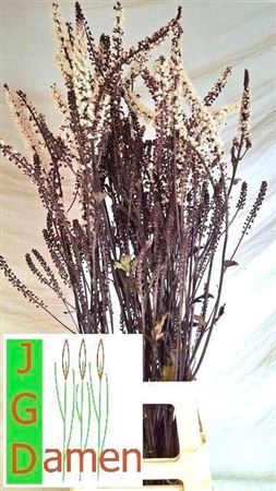 <h4>ACTAEA SIM BRUNETTE</h4>