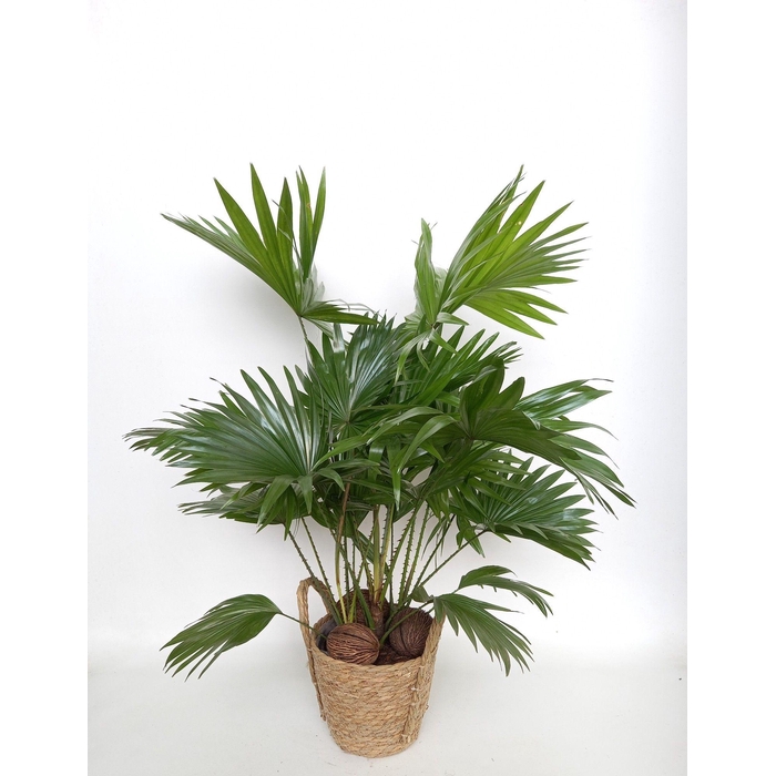 <h4>LIVISTONA ROTUNDIFOL</h4>