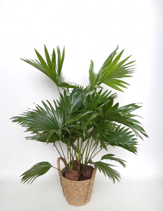 <h4>Livistona rotundifolia in mand Krakau</h4>