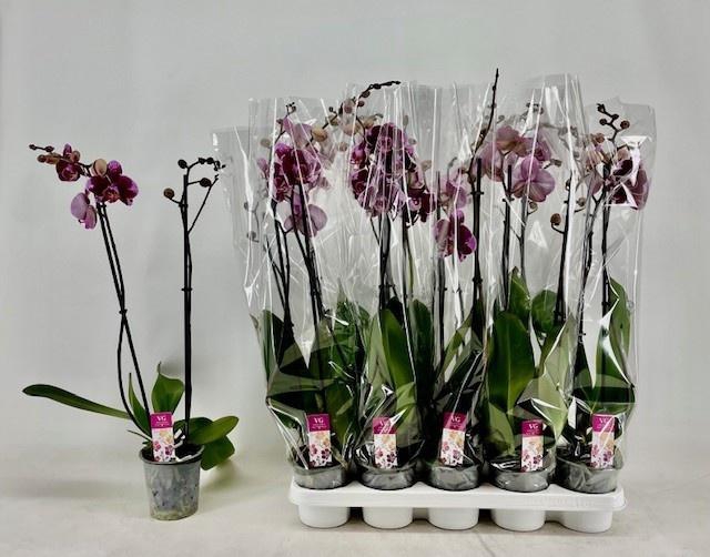 <h4>PHAL OV PAARS</h4>