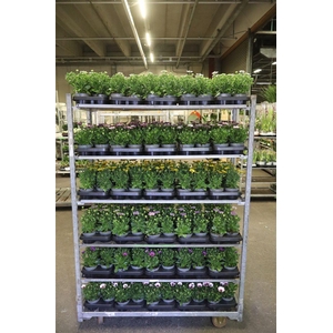 Osteo Mixk 6kl 1 Kleur Per Tray