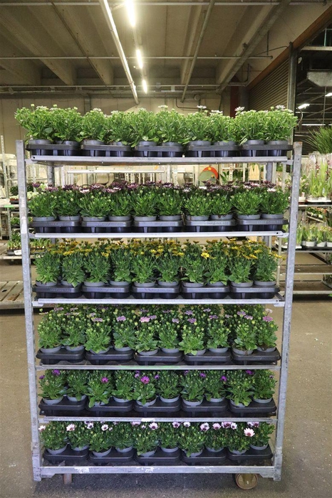 <h4>Osteo Mixk 6kl 1 Kleur Per Tray</h4>