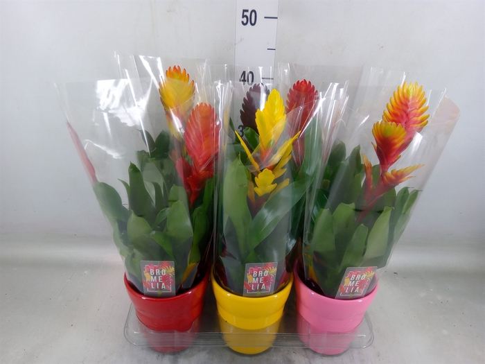 <h4>Vriesea   ...mix 6</h4>