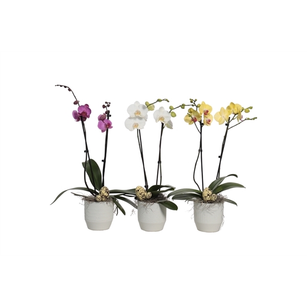 <h4>Tirza p12 vanilla mix Phal mix 2T14+</h4>