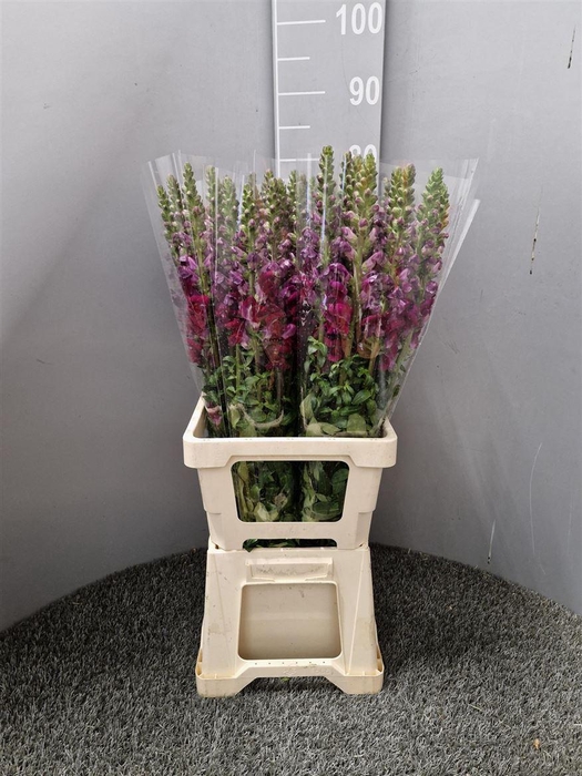 <h4>Antir Poto Red</h4>