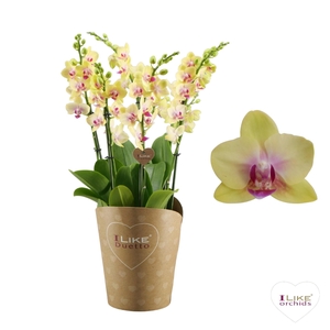 Duetto Multi - Spunky 60+