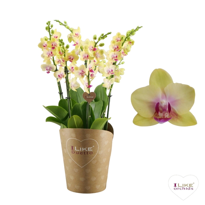 <h4>Duetto Multi - Spunky 60+</h4>