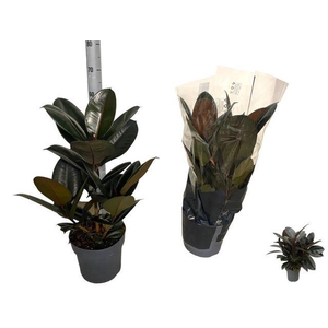 Ficus elastica 'Abidjan'