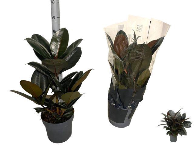 <h4>Ficus elastica 'Abidjan'</h4>