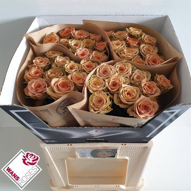 Rosa Premium Cappuccino