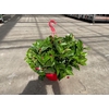 Dipladenia hangpot alleen rood op dit moment