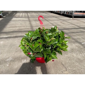 Dipladenia hangpot alleen rood op dit moment