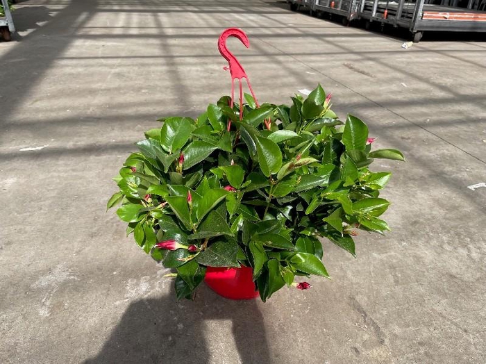 <h4>Dipladenia hangpot alleen rood op dit moment</h4>