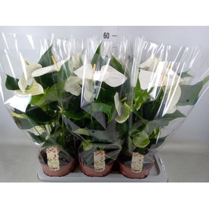 Anthurium andr. 'Alpine'