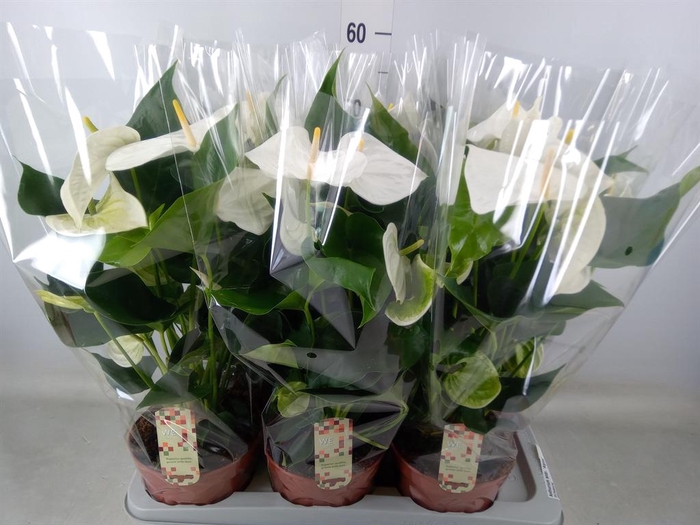 <h4>Anthurium andr. 'Alpine'</h4>