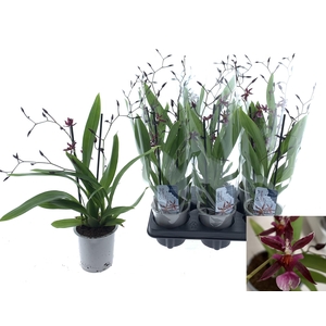 ONCIDIUM OV