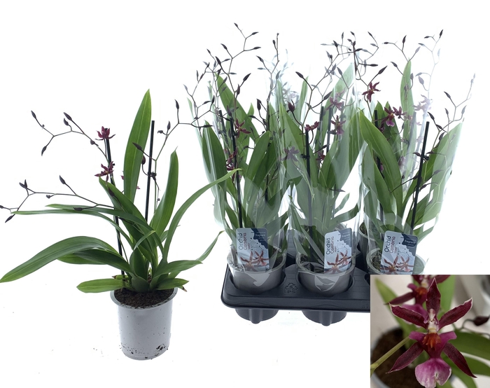 <h4>ONCIDIUM OV</h4>