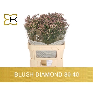 LIMONIUM SINENSE 'BLUSH DIAMOND'