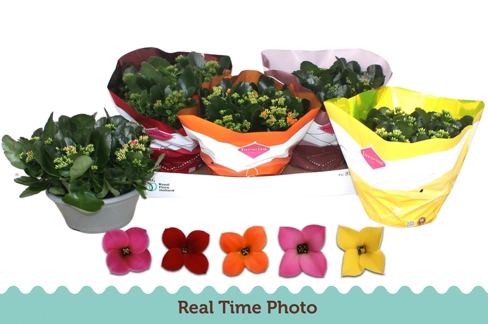 <h4>KAL EN GEM 5 KL</h4>