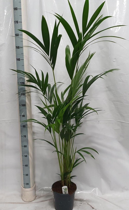 <h4>HOWEA FORSTERIANA</h4>