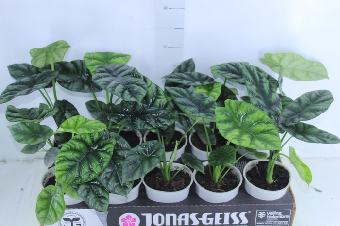 <h4>ALOCASIA SINUATA P12</h4>