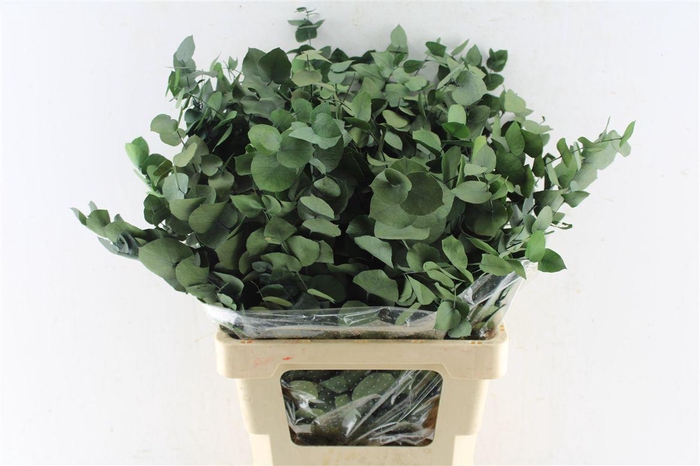 <h4>Euca Stuartiana Stab. Green</h4>
