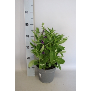 vaste planten 19 cm  Lobelia speciosa F1 Starship Blue