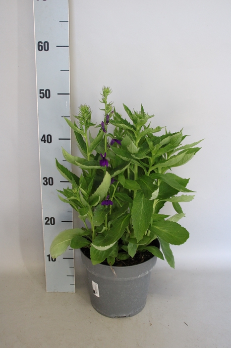 <h4>vaste planten 19 cm  Lobelia speciosa F1 Starship Blue</h4>