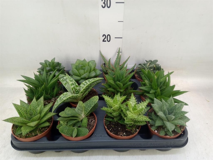 <h4>Aloe ...mix</h4>